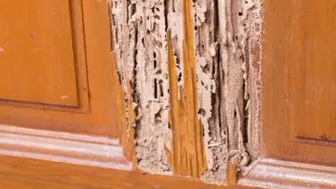 Aprende a proteger tus muebles de madera de las termitas Aprende a proteger tus muebles de madera de las termitas