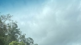 Reportan árbol caído en autopista Prados del Este (+DETALLES)