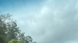 Reportan árbol caído en autopista Prados del Este (+DETALLES)