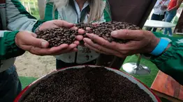 Más de 600 productores venezolanos participan en Encuentro Internacional del Café