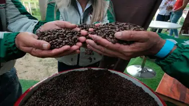 Más de 600 productores venezolanos participan en Encuentro Internacional del Café Más de 600 productores venezolanos participan en Encuentro Internacional del Café