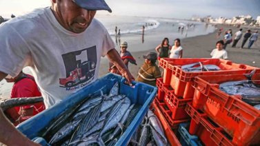 Zafra de jurel en Puerto Cabello supera las expectativas (+Video)
