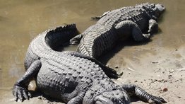 Liberan en Apure a más de 130 caimanes en peligro de extinción