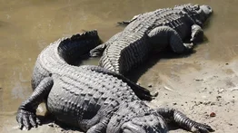Liberan en Apure a más de 130 caimanes en peligro de extinción
