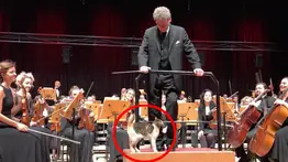 Gato se roba la atención durante concierto de música clásica (+Video)