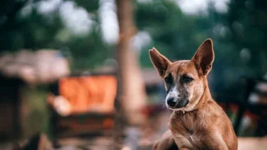 ¿Es verdad que los perros mestizos viven más que los de raza?
