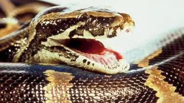 Hallan el cuerpo de una mujer dentro de una pitón Hallan el cuerpo de una mujer dentro de una pitón