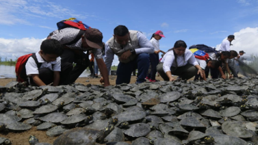 Liberan 21 mil tortugas a orillas del río Orinoco