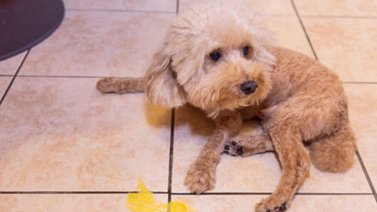 Vómitos de los perros: El color ayuda a identificar la causa y si debes o no preocuparte