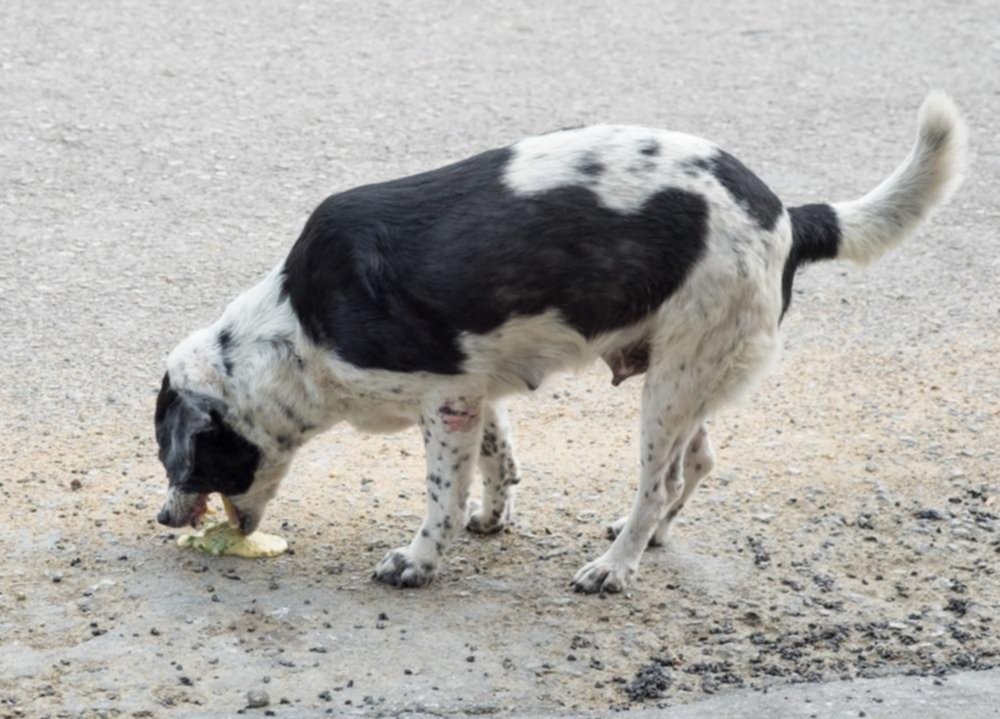 Vómitos de los perros: El color ayuda a identificar la causa y si debes o no preocuparte