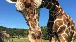 Texas | Jirafa hambrienta levanta a una niña de dos años durante visita a un parque (+Video)