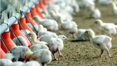 La OMS reporta la primera muerte por gripe aviar en el mundo La OMS reporta la primera muerte por gripe aviar en el mundo