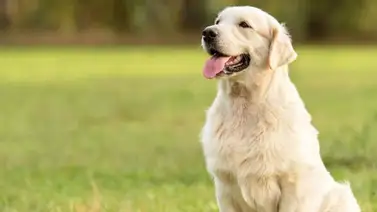 El aceite que mantiene las pulgas lejos del perro y cuida su pelaje El aceite que mantiene las pulgas lejos del perro y cuida su pelaje