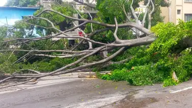 Caracas | Restringen paso en Av. Casanova por árbol caído Caracas | Restringen paso en Av. Casanova por árbol caído