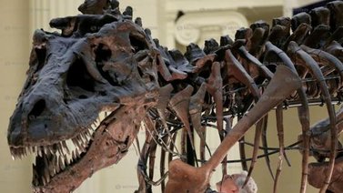 Nueva York | Subastarán un esqueleto de dinosaurio (+Detalles)