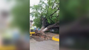 Árbol cayó y arrancó la acera en una comunidad de Carabobo (+Video)