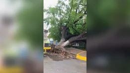 Árbol cayó y arrancó la acera en una comunidad de Carabobo (+Video)