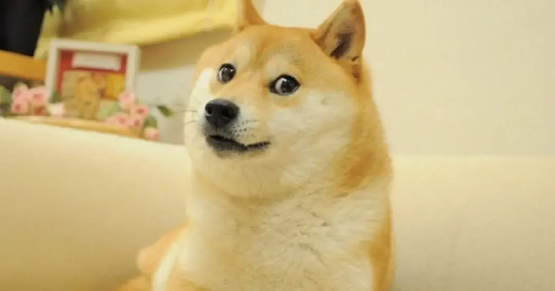 Muere Kabosu, la cara de uno de los memes más populares del mundo