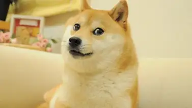 Muere Kabosu, la cara de uno de los memes más populares del mundo Muere Kabosu, la cara de uno de los memes más populares del mundo