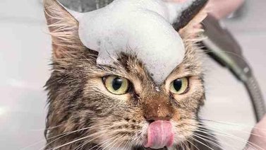 ¡Misión: bañar al gato! Estrategias para asear a un felino rebelde