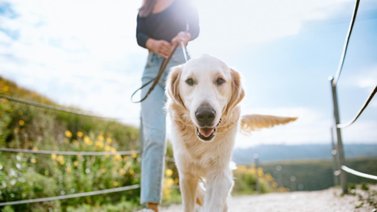 Conoce la regla de los 30 minutos para pasear al perro