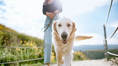 Conoce la regla de los 30 minutos para pasear al perro