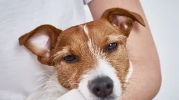 EEUU | Conozca la nueva aerolínea exclusiva para perros