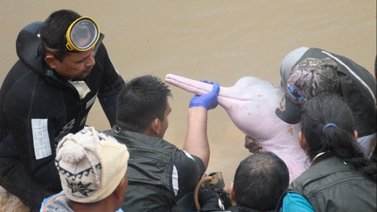 Rescatan a dos delfines rosados atrapados y los trasladan a la Amazonía (+Fotos)