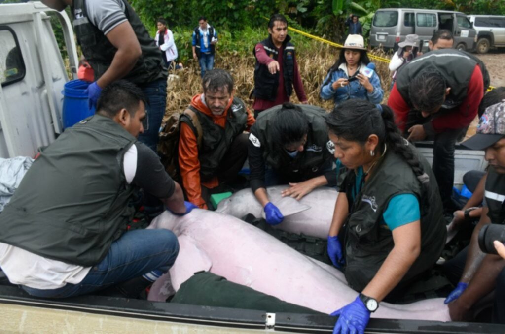 Rescatan a dos delfines rosados atrapados y los trasladan a la Amazonía (+Fotos) Rescatan a dos delfines rosados atrapados y los trasladan a la Amazonía (+Fotos)