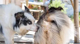 Cómo calmar a un perro macho en celo