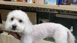 Caracas | Los peluqueros caninos a domicilio revelan sus tarifas (+MONTOS)