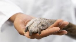 Venezuela busca con nueva ley penalizar el maltrato animal