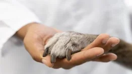 Venezuela busca con nueva ley penalizar el maltrato animal