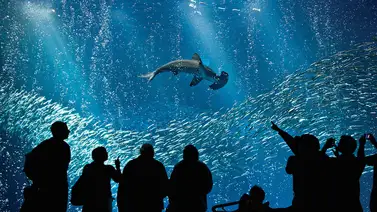 EEUU | ¿Quiénes podrán ingresar gratis con la tarjeta EBT al acuario de Monterey en California? EEUU | ¿Quiénes podrán ingresar gratis con la tarjeta EBT al acuario de Monterey en California?