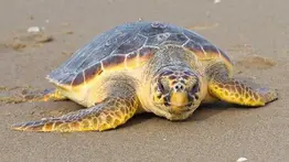 Tortuga cabezona desovó más de 400 huevos en La Guaira