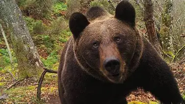 Aplican eutanasia a un oso que irrumpía en viviendas de California Aplican eutanasia a un oso que irrumpía en viviendas de California