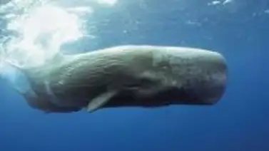 Científicos dicen haber descubierto un alfabeto fonético en los cantos de los cachalotes | Sepa más Científicos dicen haber descubierto un alfabeto fonético en los cantos de los cachalotes | Sepa más