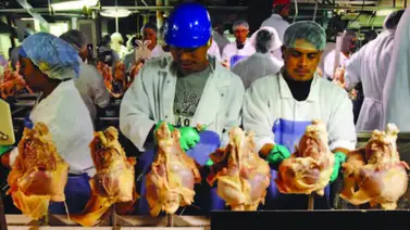 California | Empresas procesadoras de pollo deberán pagar 5 millones de dólares a empleados (+Detalles) California | Empresas procesadoras de pollo deberán pagar 5 millones de dólares a empleados (+Detalles)
