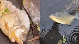 Reportan presencia de pirañas en calles inundadas por las lluvias en Brasil