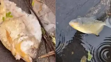 Reportan presencia de pirañas en calles inundadas por las lluvias en Brasil Reportan presencia de pirañas en calles inundadas por las lluvias en Brasil