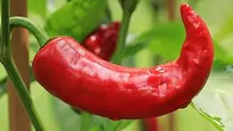 Anuncian el primer festival del Ají Margariteño (+Detalles)