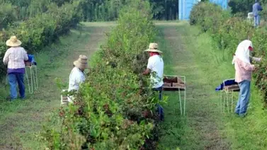 EEUU | ¿Qué es la visa H2A y cómo se solicita? EEUU | ¿Qué es la visa H2A y cómo se solicita?