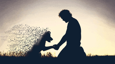 Sobreviviendo a la pérdida de una mascota: ¿Cómo superarlo?