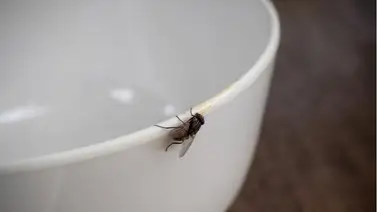 ¡Efectivo! Acaba con las moscas de tu casa en un dos por tres ¡Efectivo! Acaba con las moscas de tu casa en un dos por tres