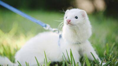 ¿Cómo es tener un hurón como animal de compañía?