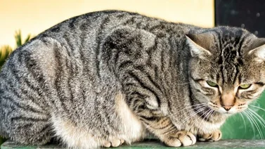 Viral | Gato de la calle habla italiano (+Video)