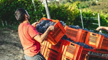 EEUU: Las empresas que más contratan latinos con visa H-2A