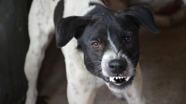 Tu perro puede odiarte, aunque tu no lo creas