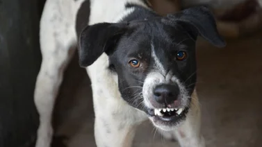 Tu perro puede odiarte, aunque tu no lo creas
