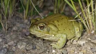 El veneno de un sapo podría ayudar a tratar la depresión
